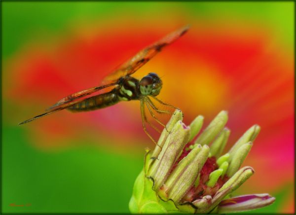 natureza, fotografia, fechar-se, Macro, inseto, Illinois