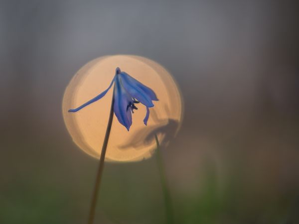 natura, fotografia, luce del sole, riflessione, parco, piante