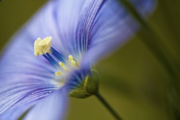 blu,piante,pianta,Francia,fiore,macro