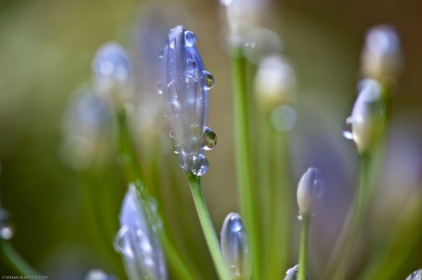 水,性质,草,摄影,特写,宏