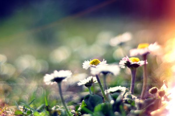 sollys, blomster, natur, græs, fotografering, grøn