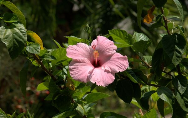 ág, cserjék, kivirul, zöld, hibiszkusz, levél növényen