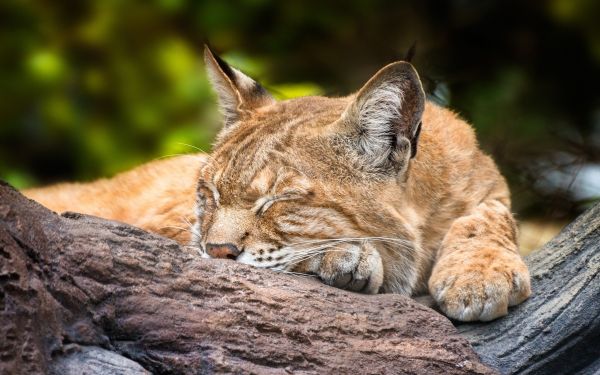 2048x1280 px,Lynx,睡眠