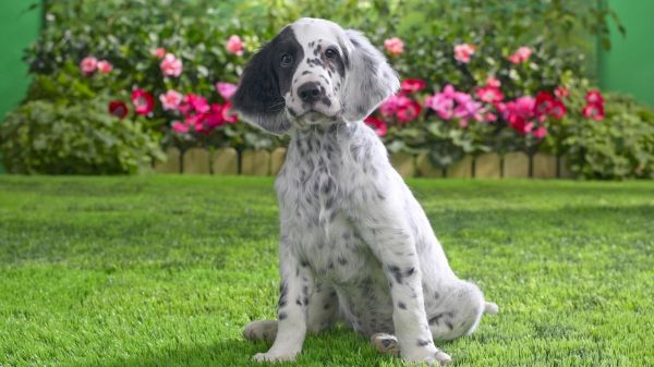 animaux,chien,Les chiots,Setters,mammifère,vertébré