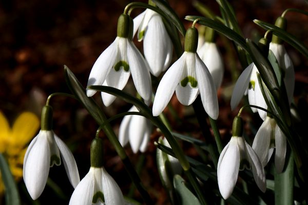 100,bloem,fabriek,flora,danmark,galanthusnivalis