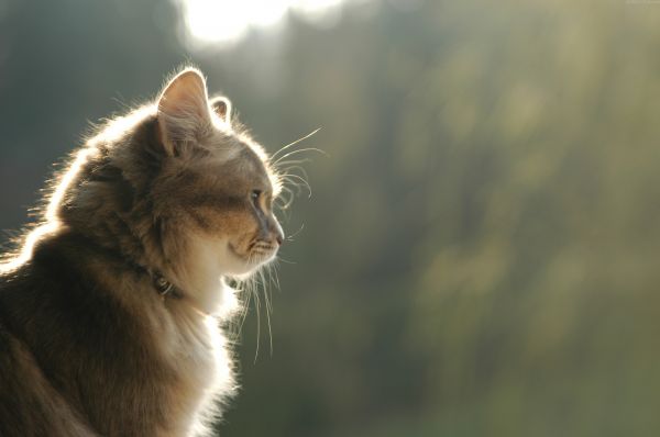 face,fluffy,waiting,kitten,light