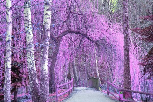 sunlight,forest,nature,animals,flowers,winter