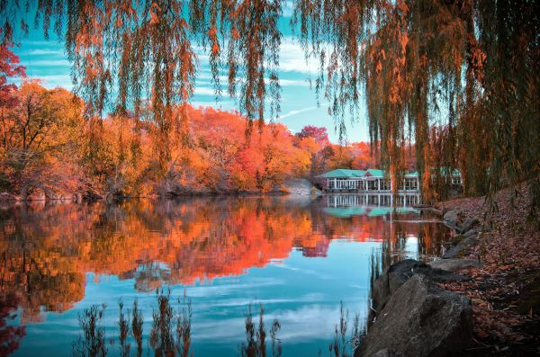 landschap, Bos, meer, water, natuur, reflectie