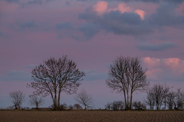 日没,空,雲,木,風景,田舎