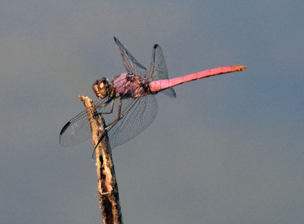 insecto,volador,cielo,avión,aeronave,viento