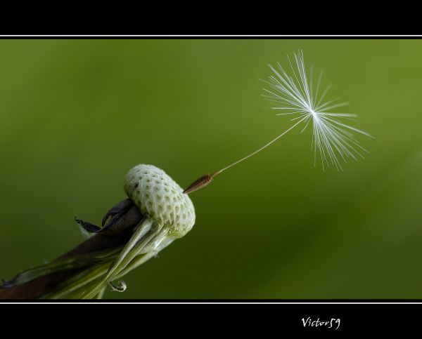 Italia, alam, rumput, fotografi, makro, cabang