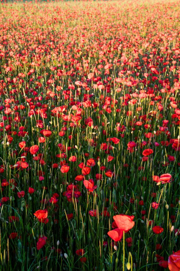 rosso,erba,campo,asta,fiore,prateria