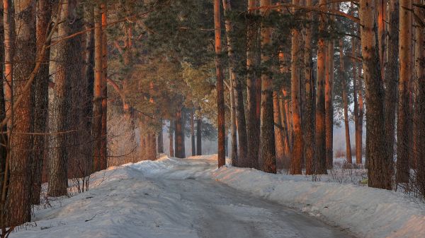 sollys, landskab, Skov, natur, træer, have