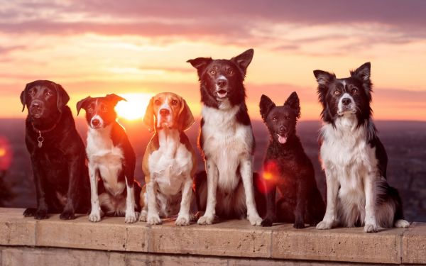 hewan,anjing,sinar matahari,langit,matahari terbit,Labrador Retriever