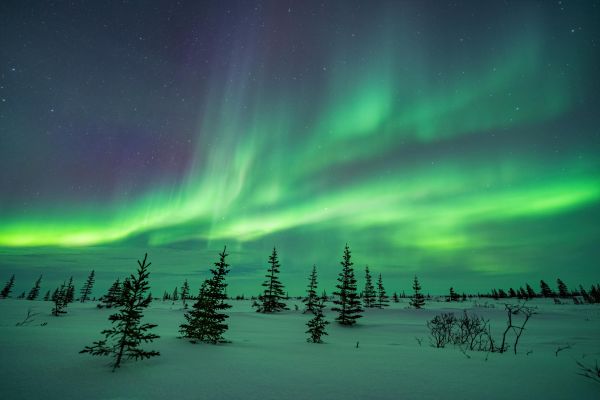 Canada,landscape,winter,snow,pine trees,aurorae