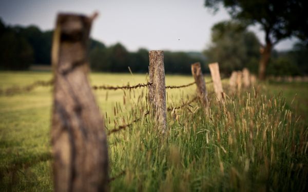 oreilles,frontière,câble,protection,Enjeux,herbe