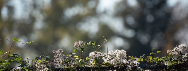 krajina,Příroda,fotografování,květiny,bokeh