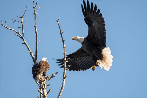 himmel,dyreliv,rovfugl,Ørn,bald eagle,gren