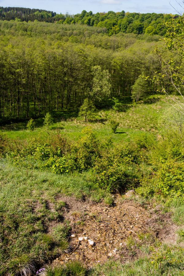 paisaje, bosque, colina, campo, césped, verde