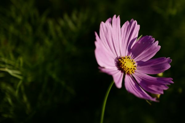 Japan, natur, græs, fotografering, Leica, Tokyo