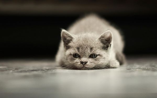 gato,Animales,fotografía,bigotes,Británico de pelo corto,ojo