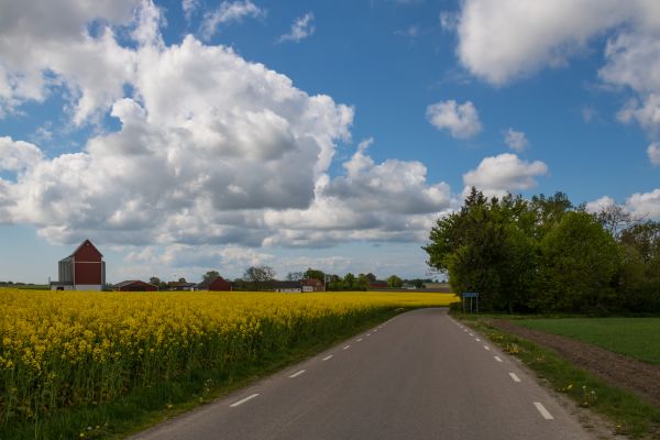 la carretera,campo,paisaje,campo,Golpes,Canola