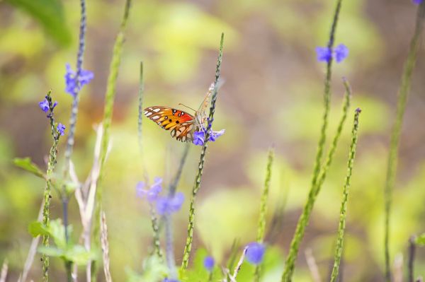 animaux, la nature, herbe, les plantes, la photographie, fleurs