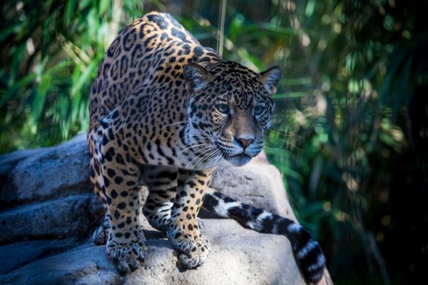 Jaguar,Дикая кошка,Хищник,Намордник