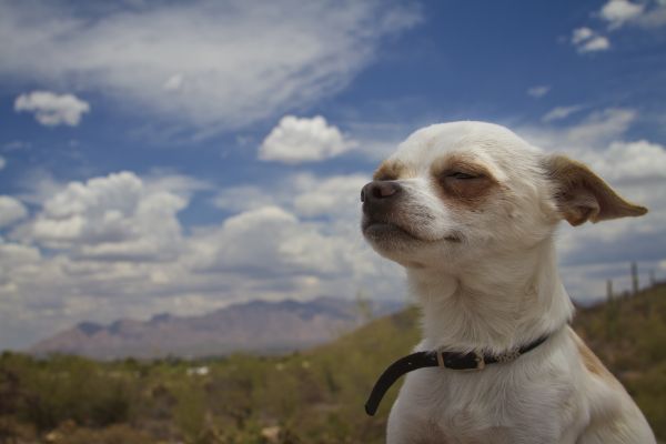 Hund,Berge,Tiere,Wolken,lächelnd,Sehr klein