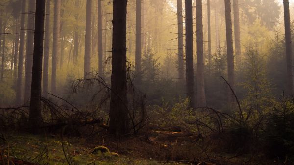 luce del sole,alberi,foresta,natura,riflessione,ramo