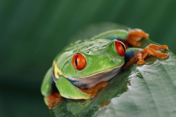 hewan,alam,hijau,margasatwa,katak,amfibi