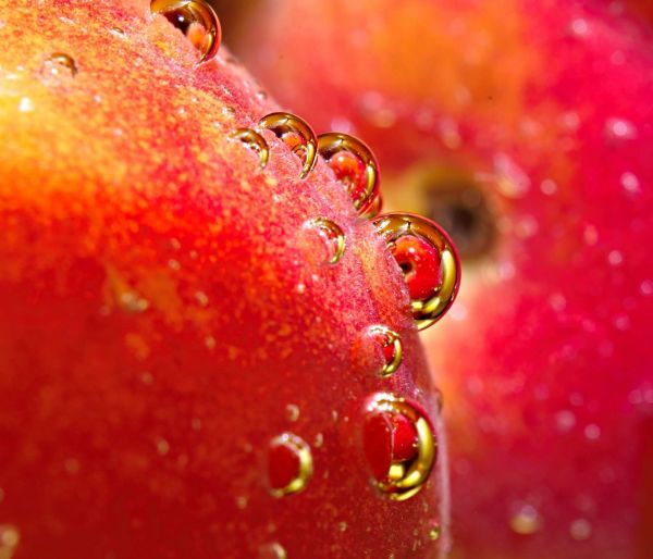 cibo,rosso,fotografia,macro,frutta,fragole