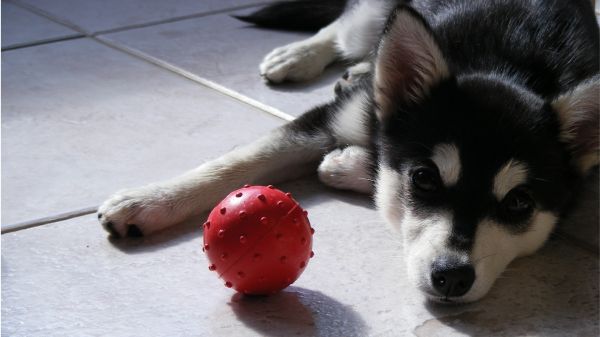 ballen,dieren,hond,Siberische husky,Alaskan Malamute,puppy