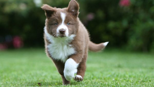 rumput,anjing,Border Collie,anak anjing,berjalan,Akita