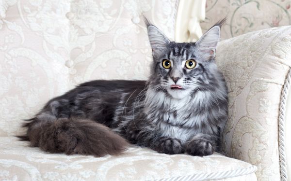 Maine Coon,gatto,soffice,menzogna,sedia