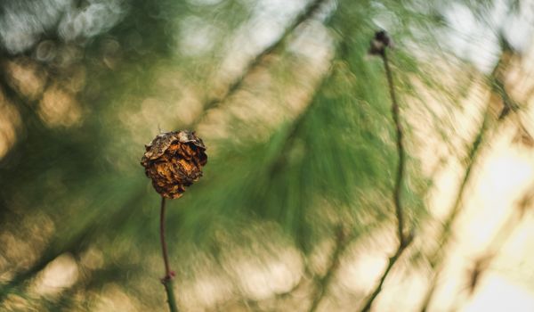 sollys,gress,gren,rose,bokeh,vår