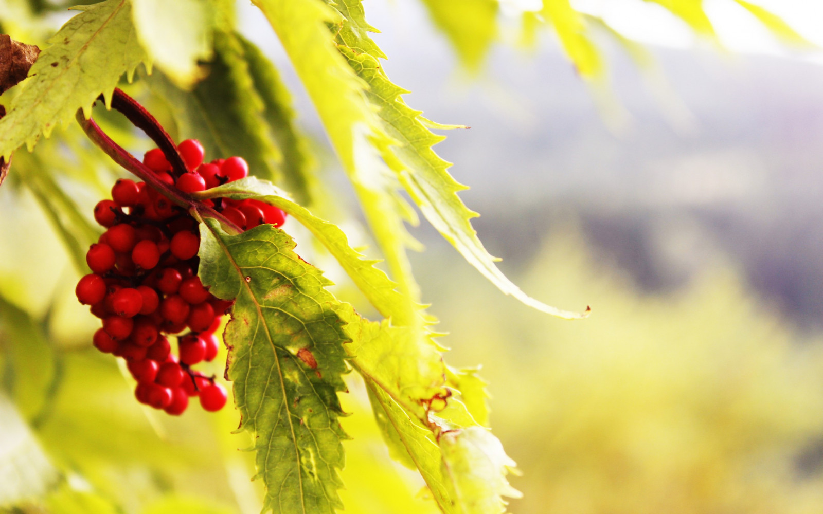 lumina soarelui, copaci, frunze, alimente, natură, plante, fotografie, a închide, ramură, verde, galben, inflori, fructe de padure, copac, toamnă, frunze, floare, plantă, sezon, floră, legume şi fructe, plante teren, plante cu flori, plante lemnoase, a închide, arbust, macro fotografie