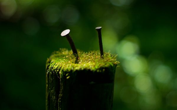 cuie,1920x1200 px,verde,macro,mușchi