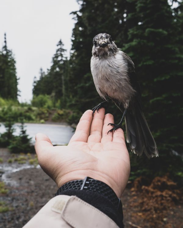 natuur,Bird on Hand,kijken naar kijker,Bos,Tristan Pineda