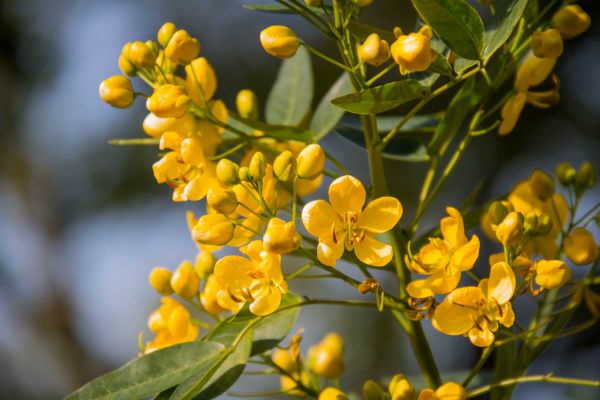 Lebensmittel, Garten, Frucht, Natur, Ast, Grün