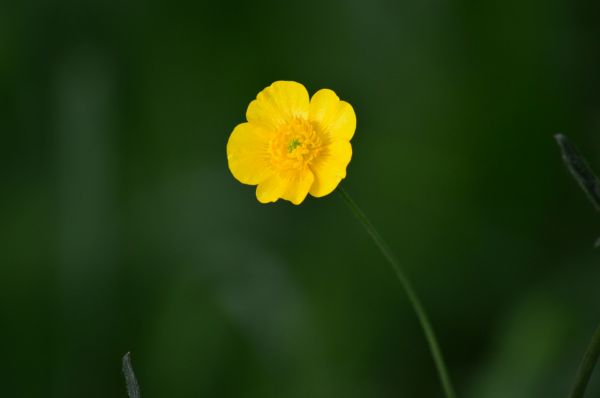 Boterbloem,Passiebloem,natuur,dieren in het wild,gele bloemen