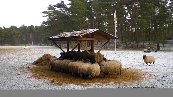 webshots,resa,natur,Europa,nederländerna,holland