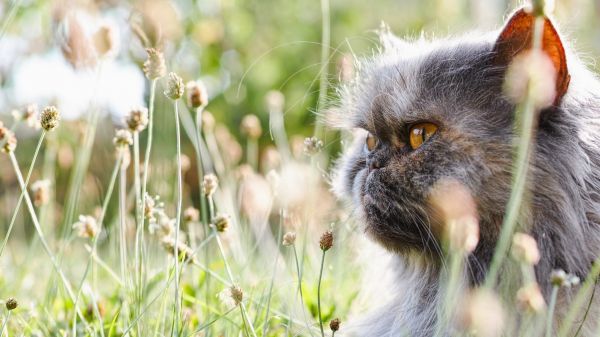 gato, naturaleza, césped, fauna silvestre, bigotes, Flores