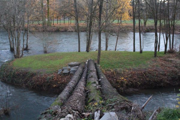 Портланд,Орегон,дъбови дървета,дънер,река,живопис