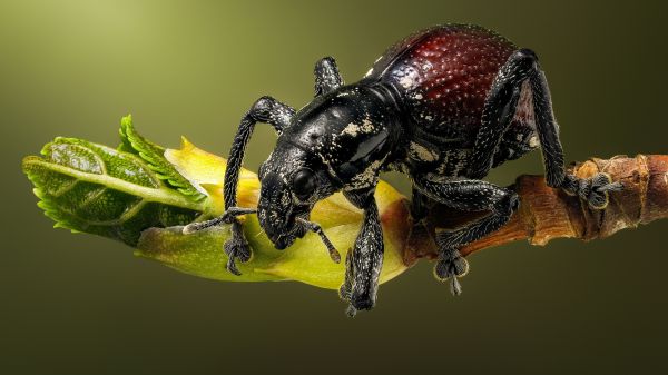 scarafaggio,macro,insetto,profondità di campo,natura,tonchio