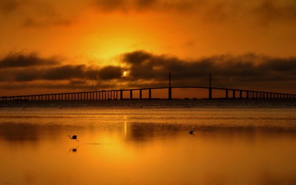 luce del sole,uccelli,tramonto,mare,acqua,riflessione