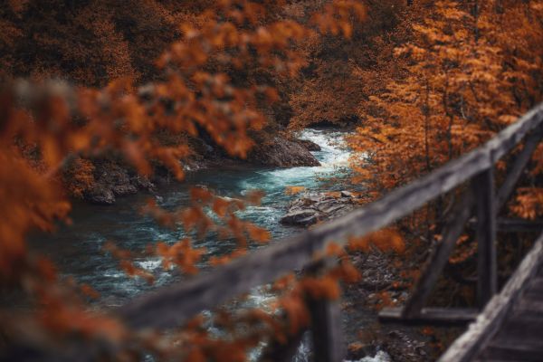 naturaleza,Árboles,agua,otoño,follaje,río