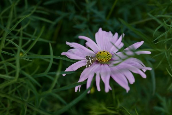 natur, Japan, græs, Mark, Leica, Tokyo