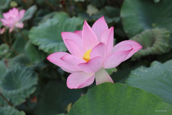 blomma,växt,natur,kronblad,Lotus,blad