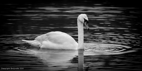 Tierwelt,Schwan,Muteswan,weißer Schwan,Wildlifephotography,Wildlifenature